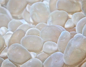Sodium Palmitoyl Proline and Nymphea Alba Flower Extract