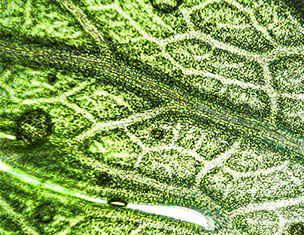 Titrated Extract of Centella Asiatica